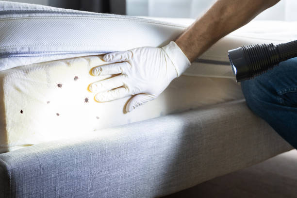 Wasp Removal Services in Honeoye Falls, NY