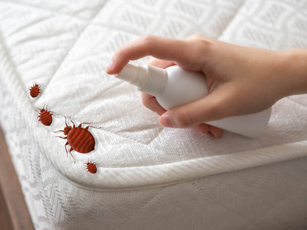 Best Bed Bug Extermination  in Honeoye Falls, NY